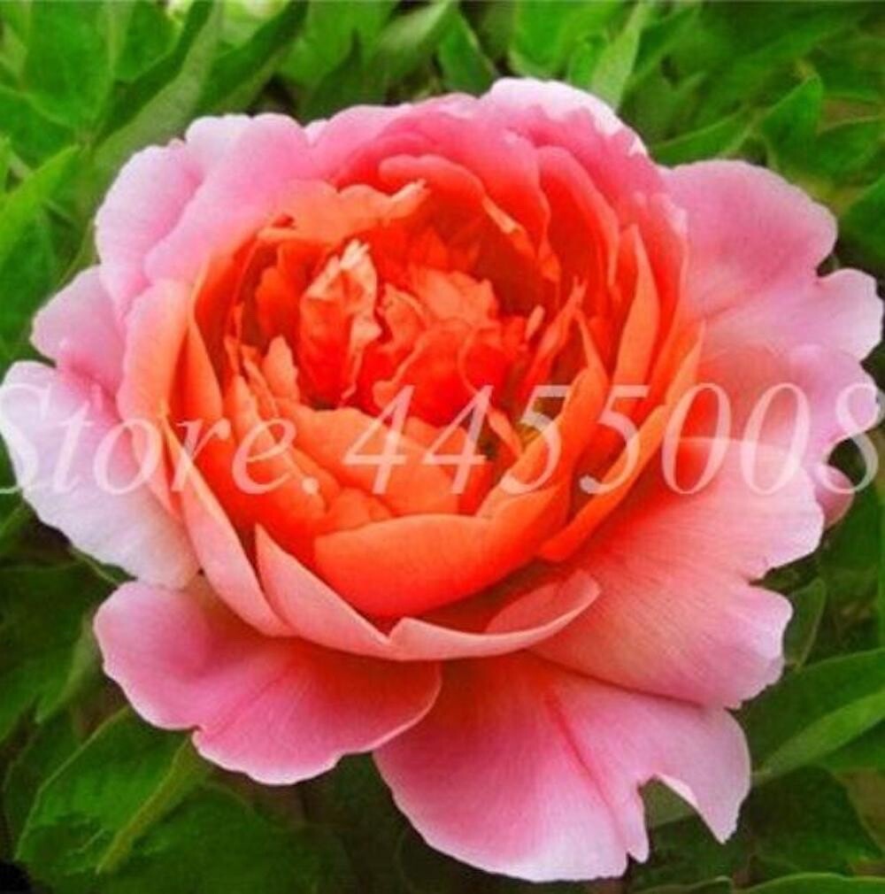 20 SEEDS for Pink/Orange PEONIES rare flowering blossom exotic plant USA Seller