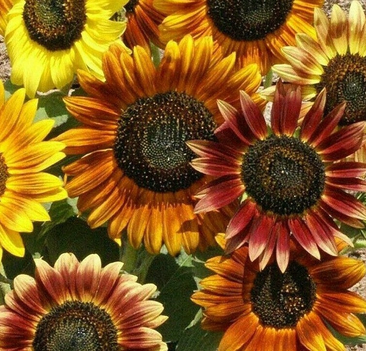 MARDI GRAS SUNFLOWER SEEDS 30+ ANNUAL flower GARDEN bees BUTTERFLY Free Shipping