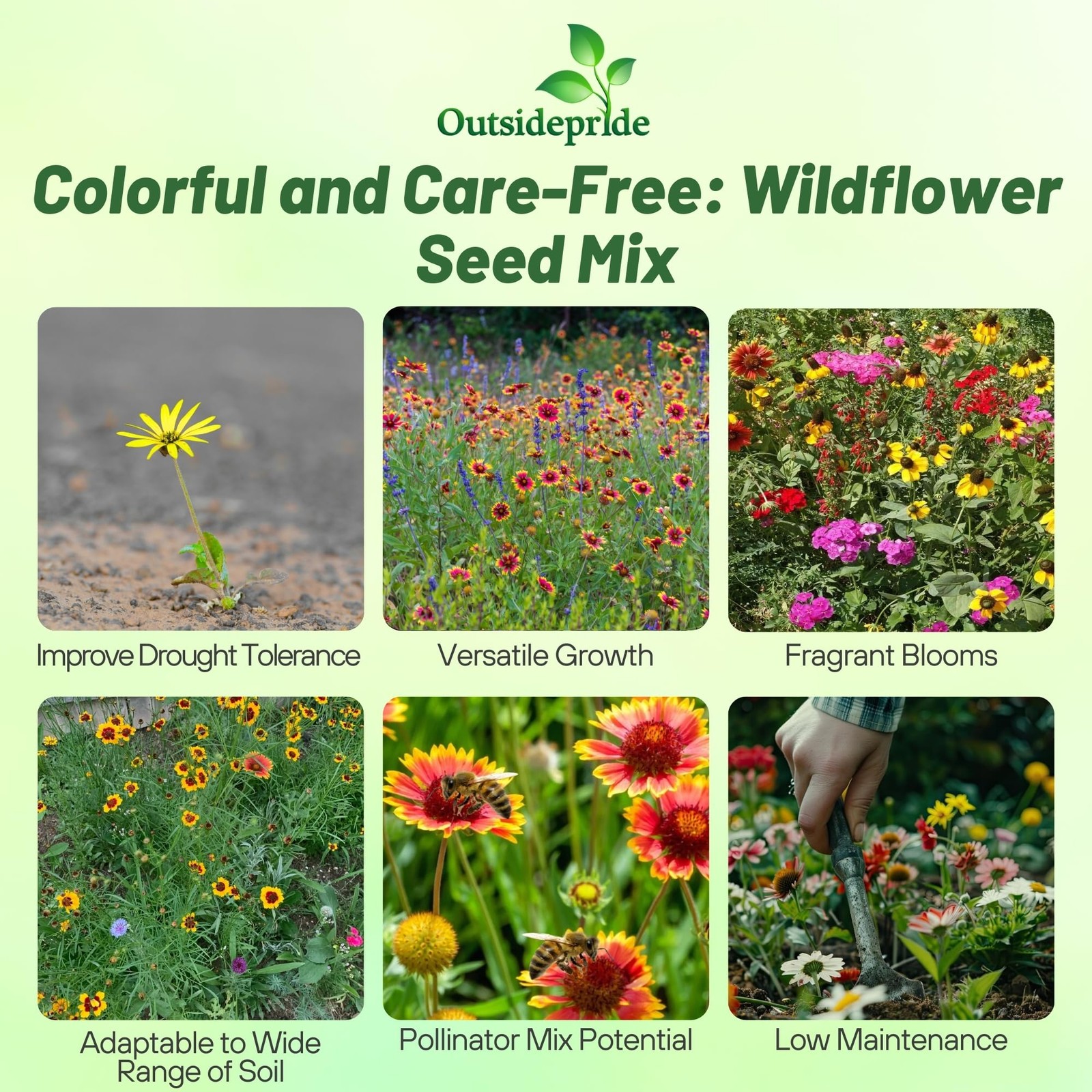 Southeast Wildflower Seed Mix – 1 lb Highly Adaptable, Easy to Grow, Low-Main…
