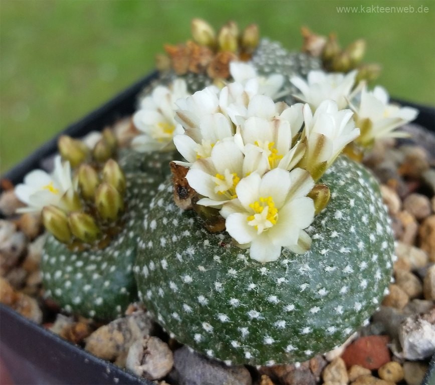 Blossfeldia Pedicellata 5 Seeds Free Shipping!