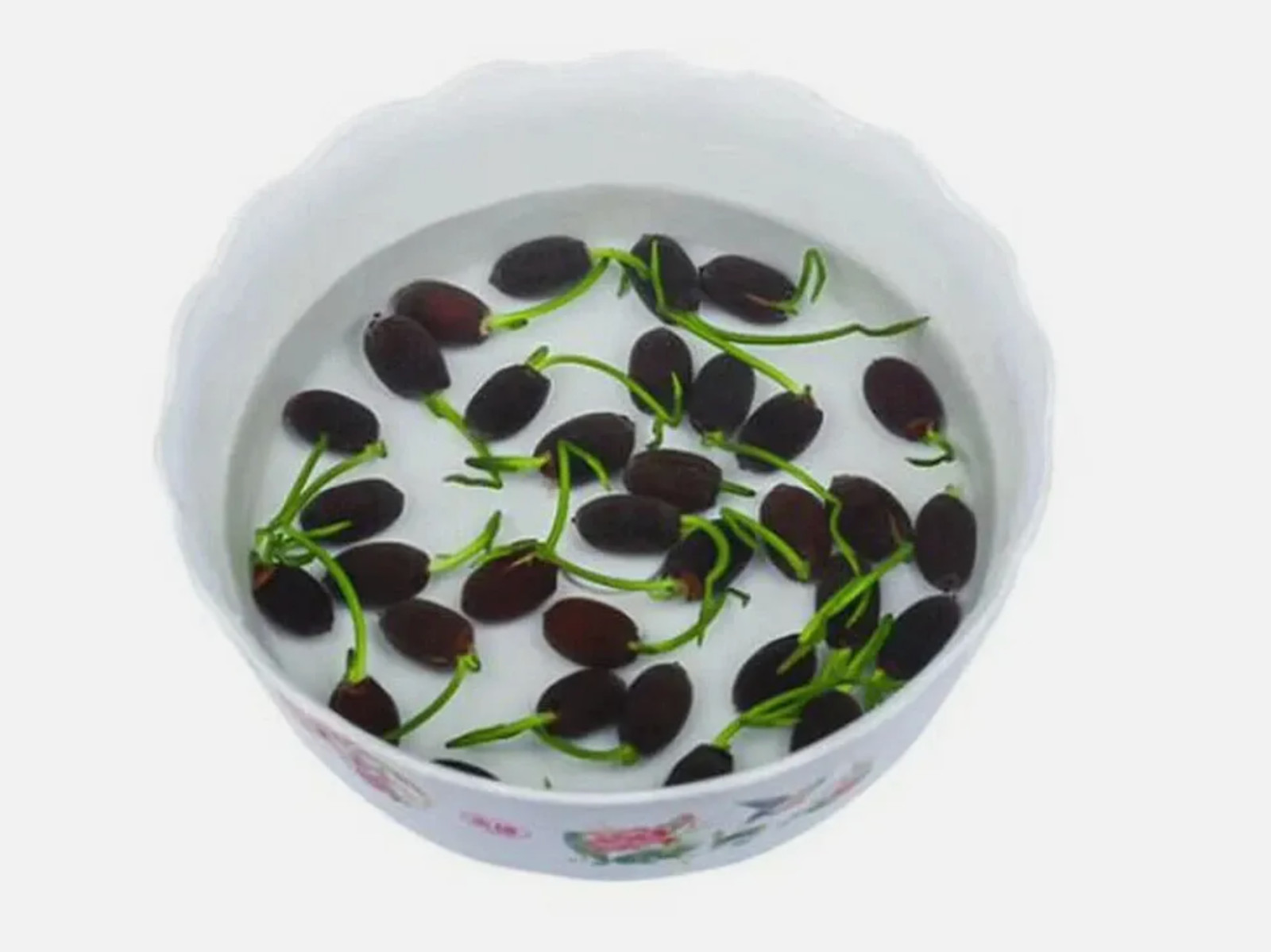 Bonsai Lotus Seeds – 40 Seeds – Flowering Water Bonsai with Lily Pad