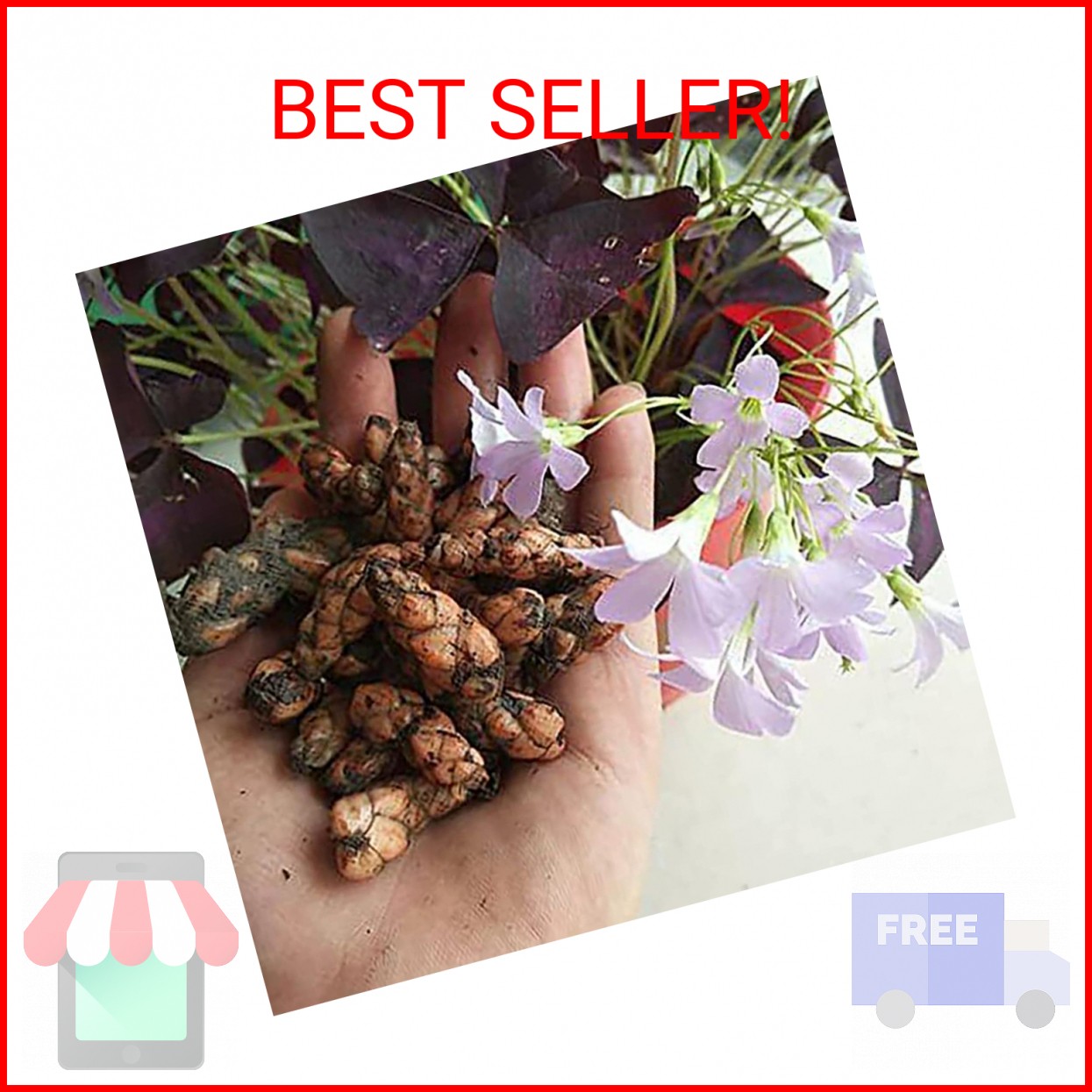 Oxalis Triangularis 10 Bulbs – Purple Shamrocks Lucky Lovely Flowers Bulbs Grows