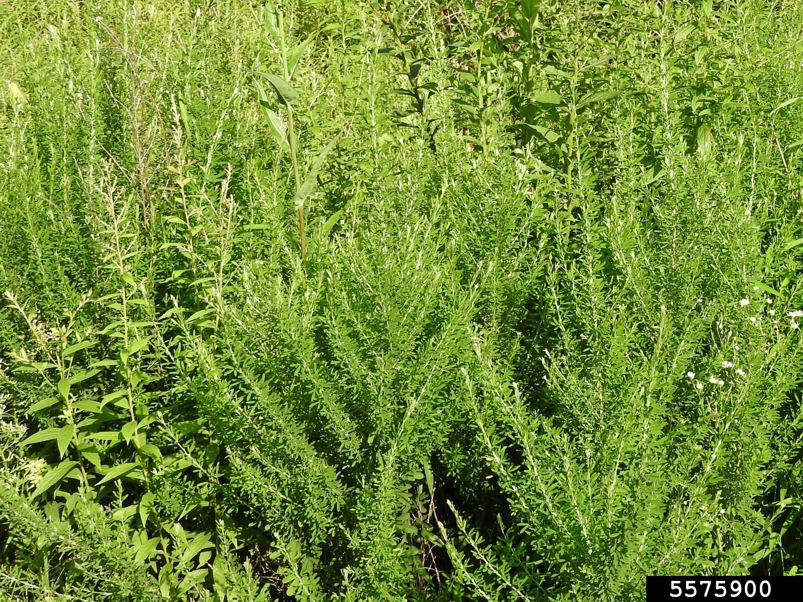 Sericea Lespedeza (Hulled)