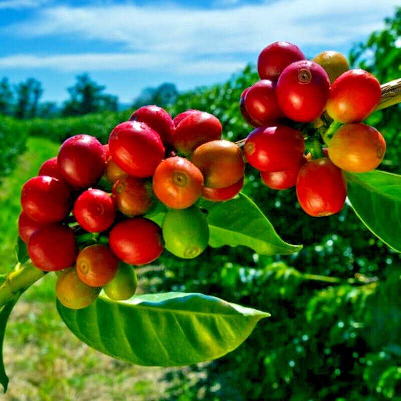 20 Coffea arabica Seeds Tropical EXOTIC Coffee Bean Indoor House Plant Tree RARE