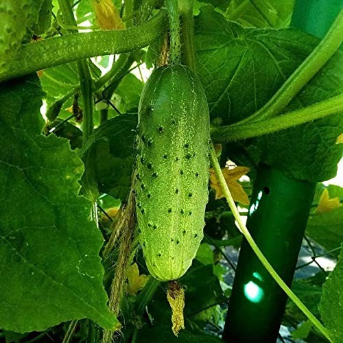 Seeds Cucumber Rodnichok F1 (Cucumis sativus L.) Source Pickling Heirloom Ope…