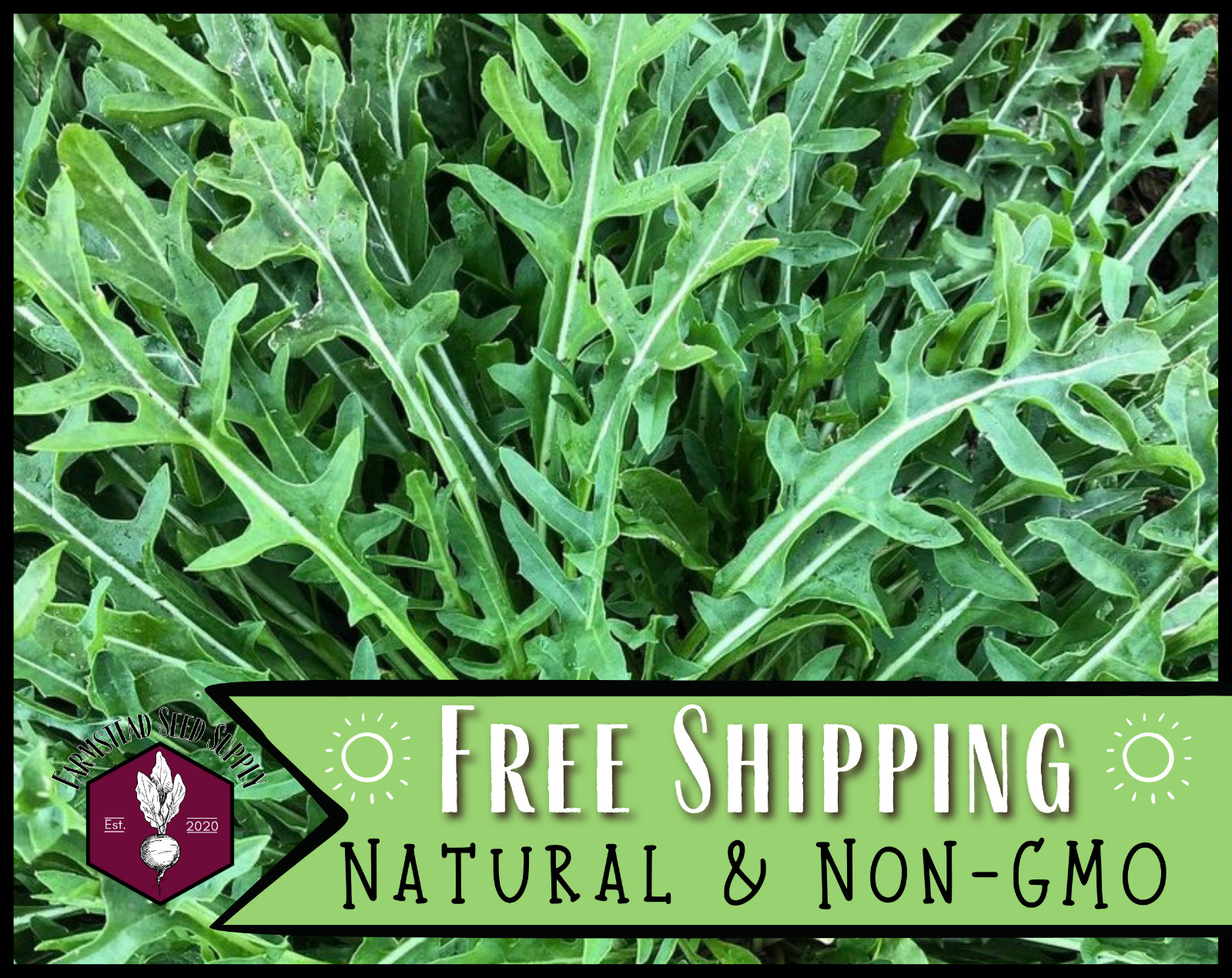 5000+ Arugula Seeds [Slow Bolt] Vegetable Gardening Seed, Heirloom, Non-GMO, USA