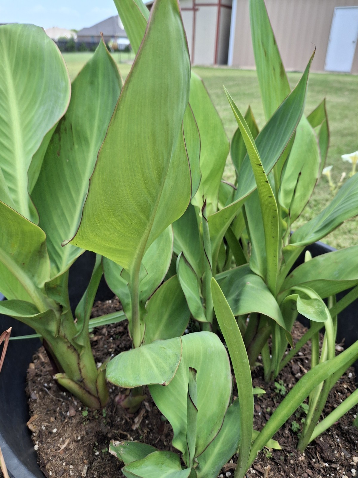 3 Mixed Canna Lily Bulb/Rhizomes-Tropical EZ 2 Grow!-Stunning Perennials! Sale!