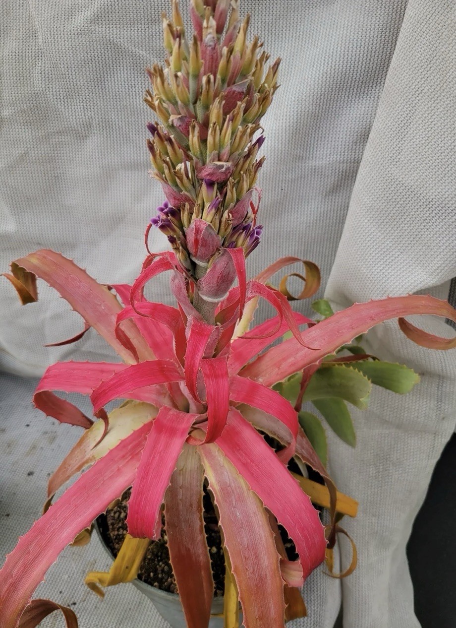 BROMELIA MICHAELII