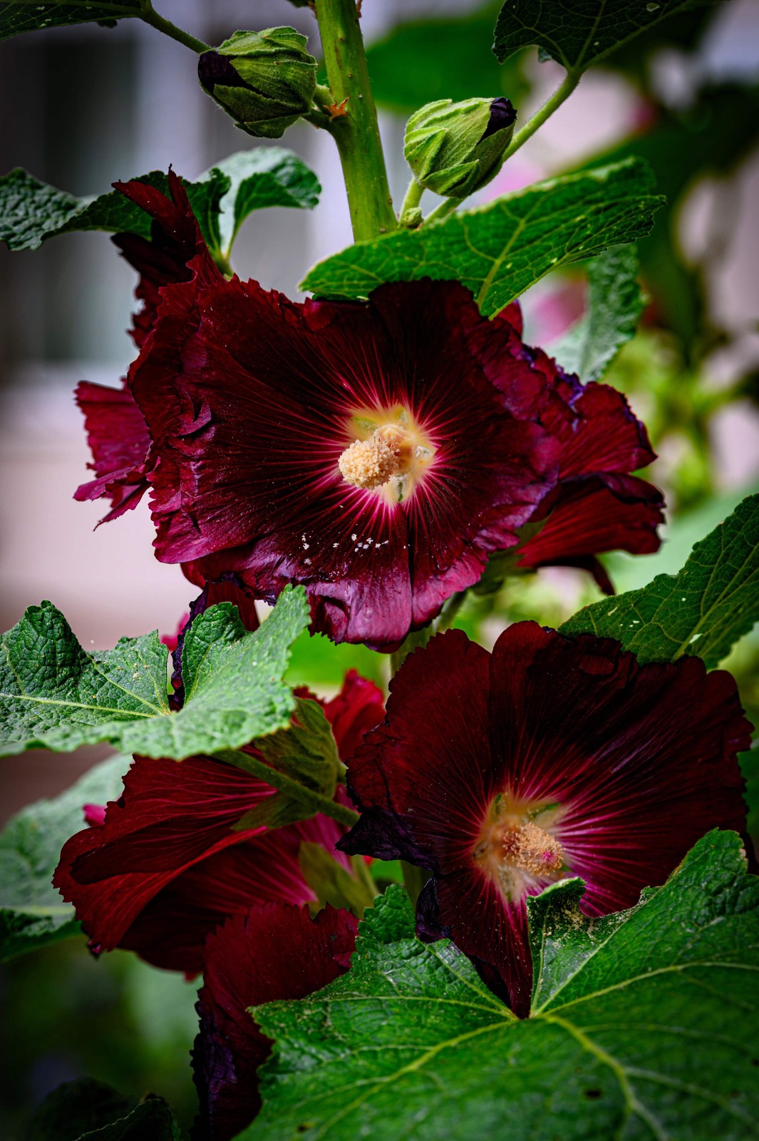 25 BURGUNDY RED HOLLYHOCK Alcea Rosea Flower Seeds Perennial *Flat S/H