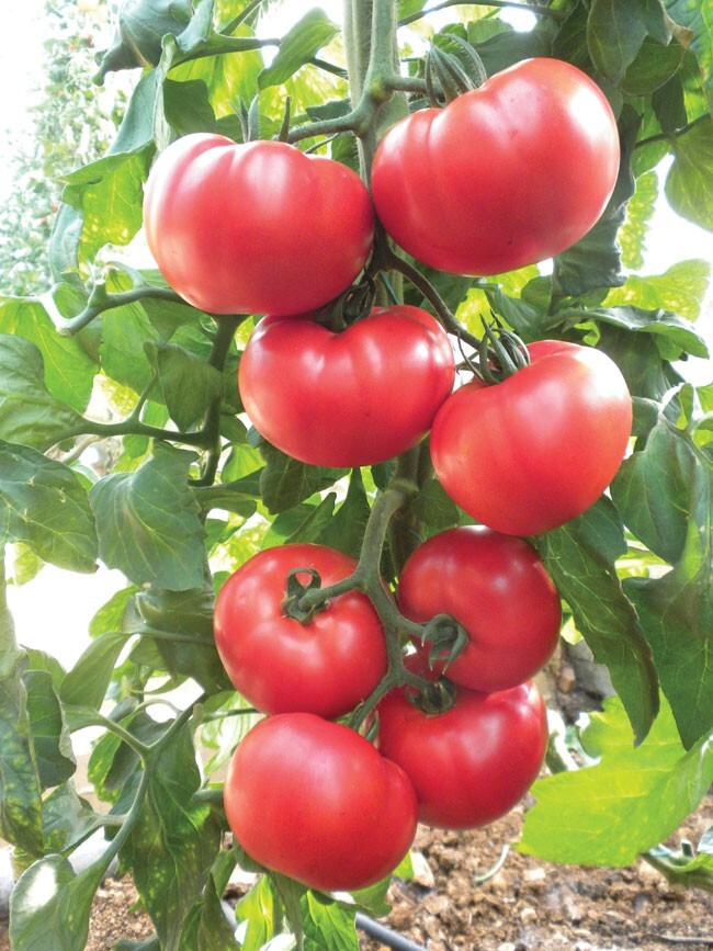 Beefsteak Tomato Seeds | NON-GMO | 100 Seeds| Indeterminate |