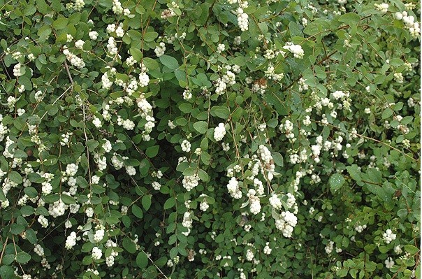 Common Snowberry 20 – 100 – 500 Seeds Wax Berry Ornamental Shrub Forage