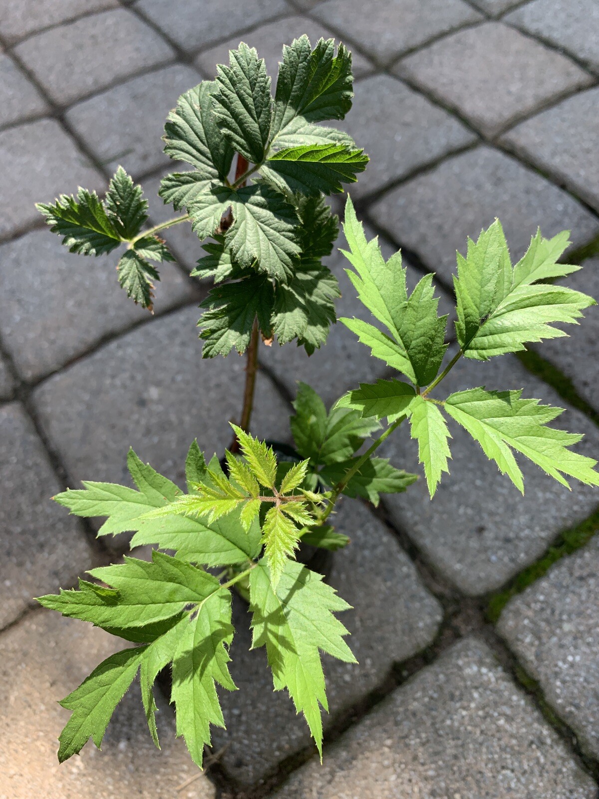 Austin Dewberry plant 1 year old, 4-6” tall, sent with roots wrapped in moist