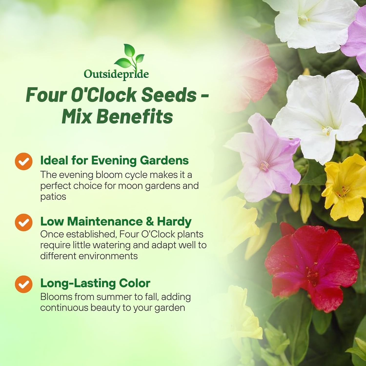 Outsidepride Mixed Four O’clock Flower Seeds – 1/4 lb Perennial Fragrant, Trumpe