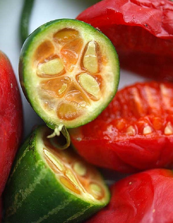 ~IVY GOURD~ Coccinia Grandis Scarlet Gourd Tindora Tropical Vine 30 Fresh Seeds