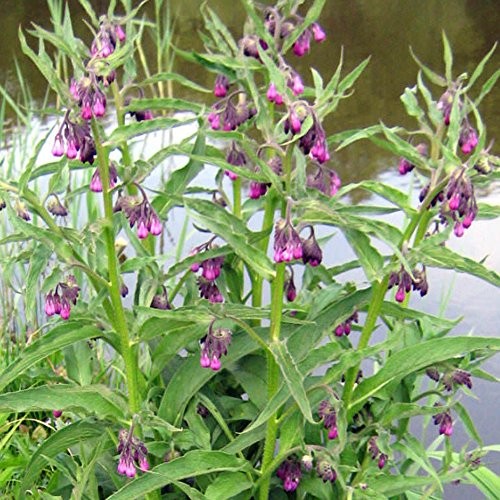 Comfrey (Symphytum officinale) Seeds – Organic, Non-GMO – Grow Now or Store for