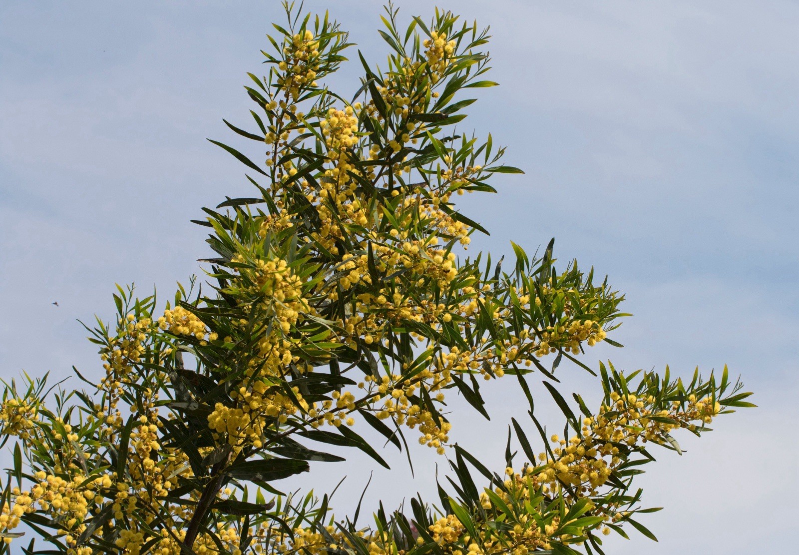 Acacia saligna 100 Seeds – Coojong