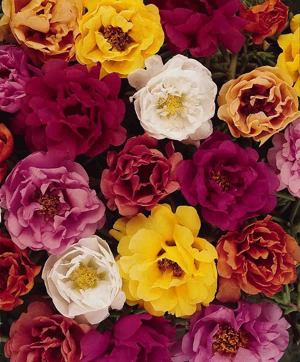 50+ MOSS ROSE TEQUILA MIX PORTULACA ANNUAL SUCCULENT GROUNDCOVER FLOWER SEEDS