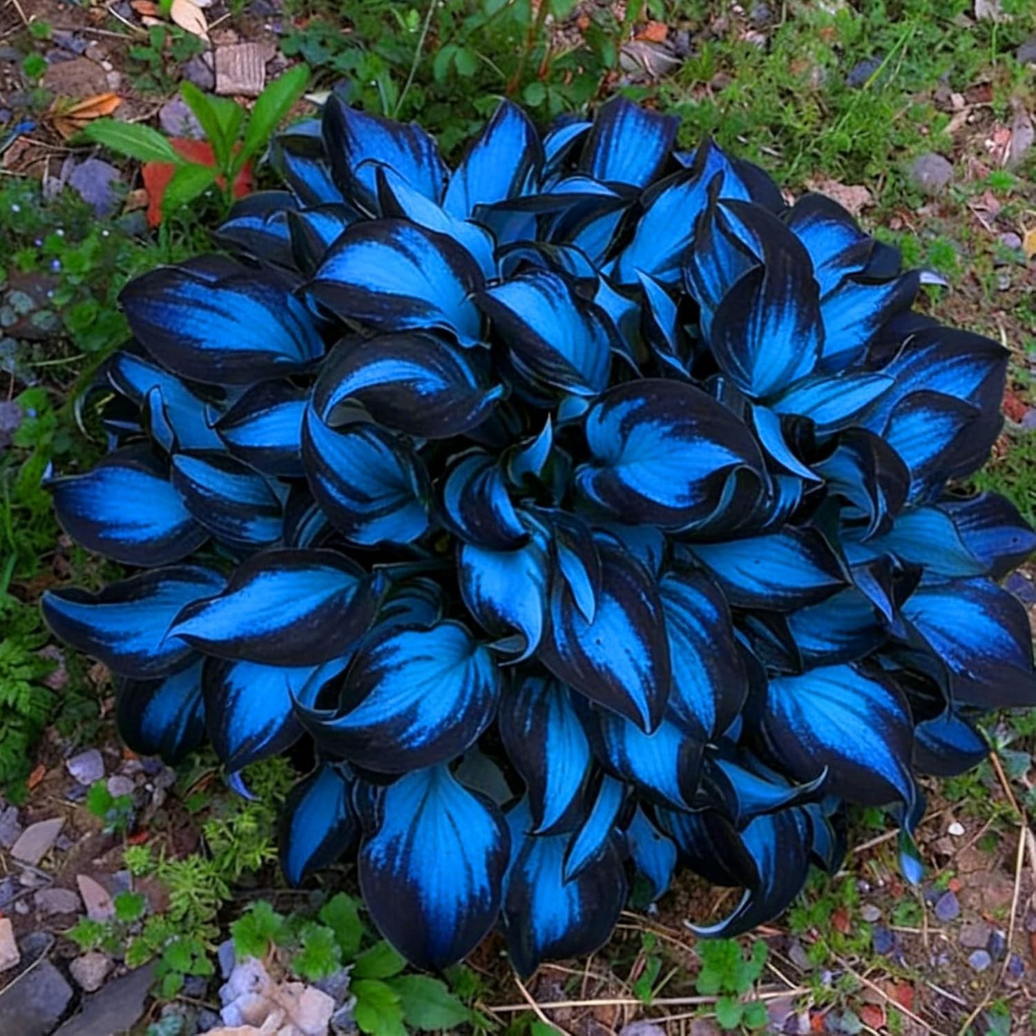 Hosta Seeds for Planting, 297+pcs Rare Perennial Hosta Flower Seeds, Non-GMO Hei