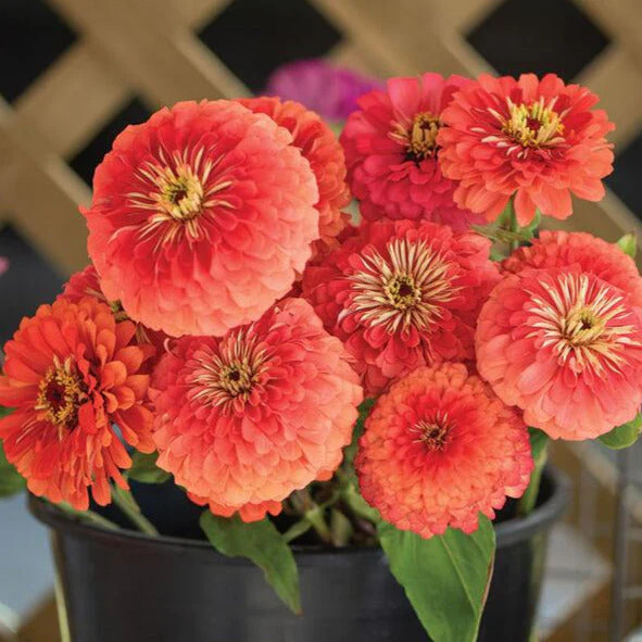 Coral Beauty Zinnia Seeds | Pollinator Giant Salmon Rose Pink Flower Seed 2024
