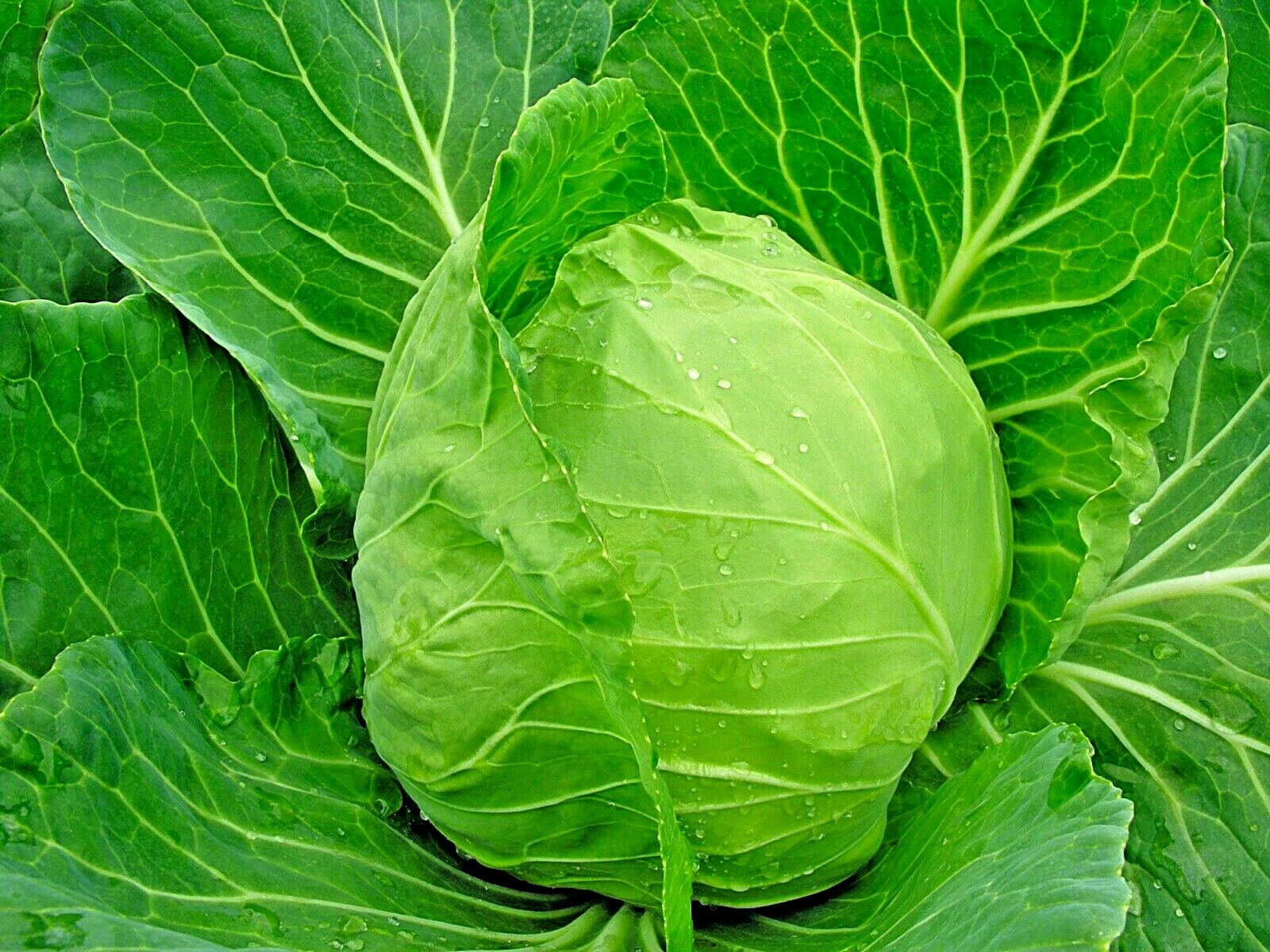 600+JERSEY WAKEFIELD Cabbage Seeds Heirloom Spring Fall Garden Container Easy