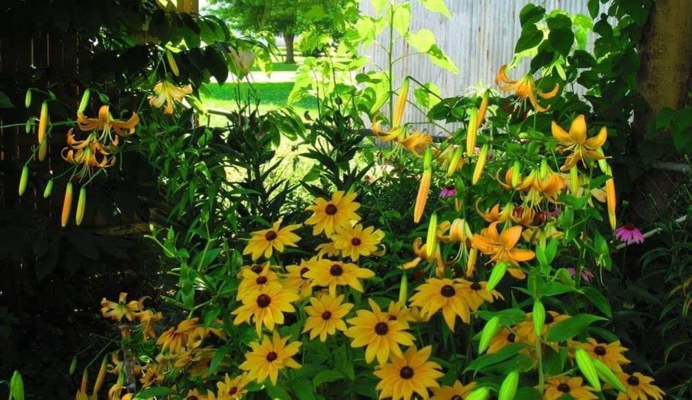 5g Mixed Black Eyed Susan(Thunbergia Alata) Seeds Flowers Garden Decor
