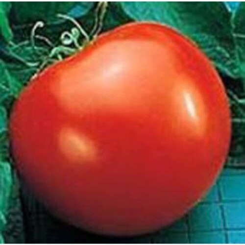 Tomato Goliath – Hybrid Great Garden Vegetable By Seed Kingdom 100 Seeds