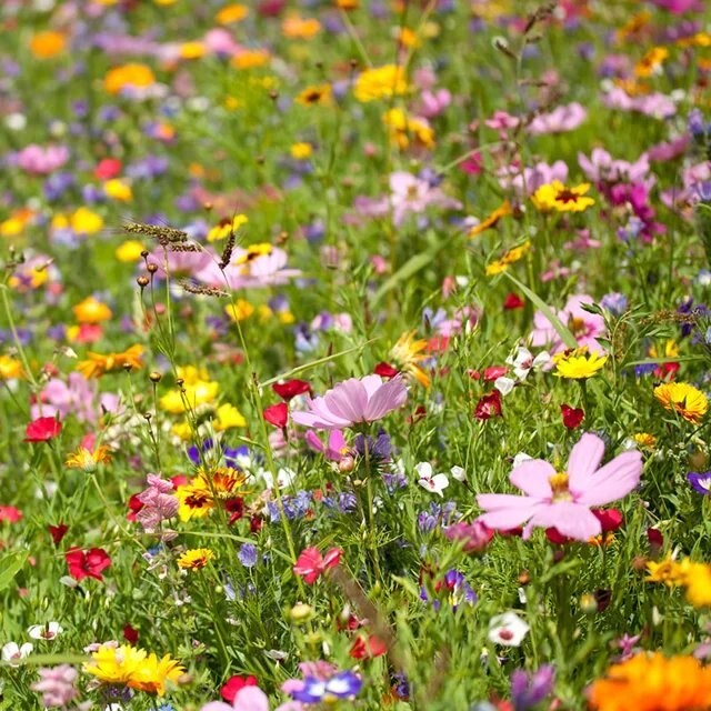 200 Spring Into Summer Wildflower Seed Mix. Organic. USA Seeds. Ships free