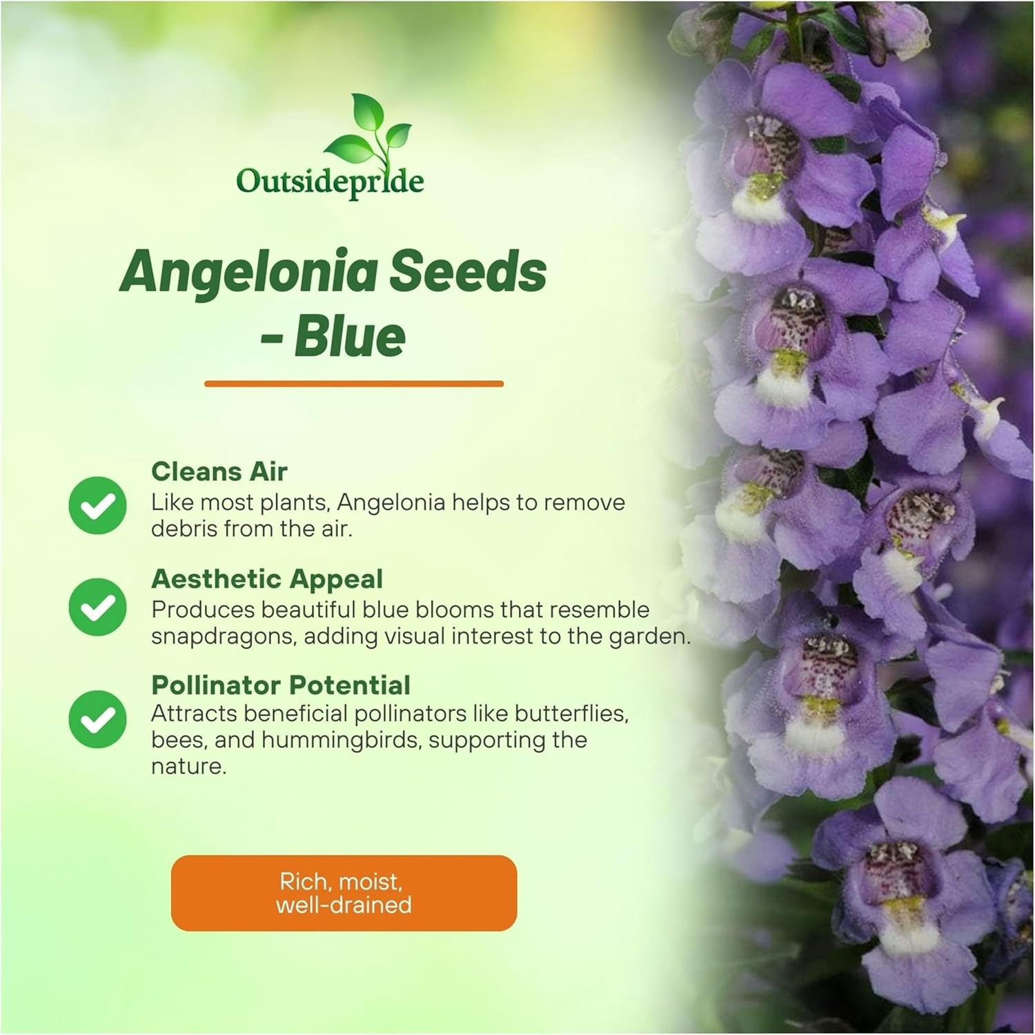 15 Seeds Angelonia Serena Blue – Angelonia Flower Seeds