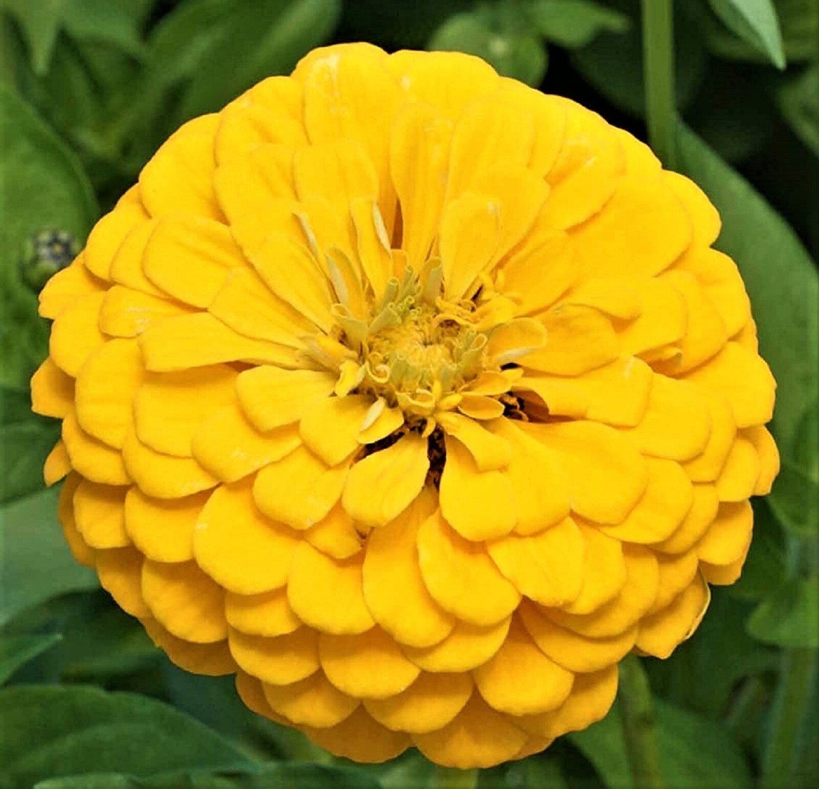 Canary Bird Zinnia Seeds NON-GMO 100+ SEEDS BUY 4 ITEMS FREE SHIPING