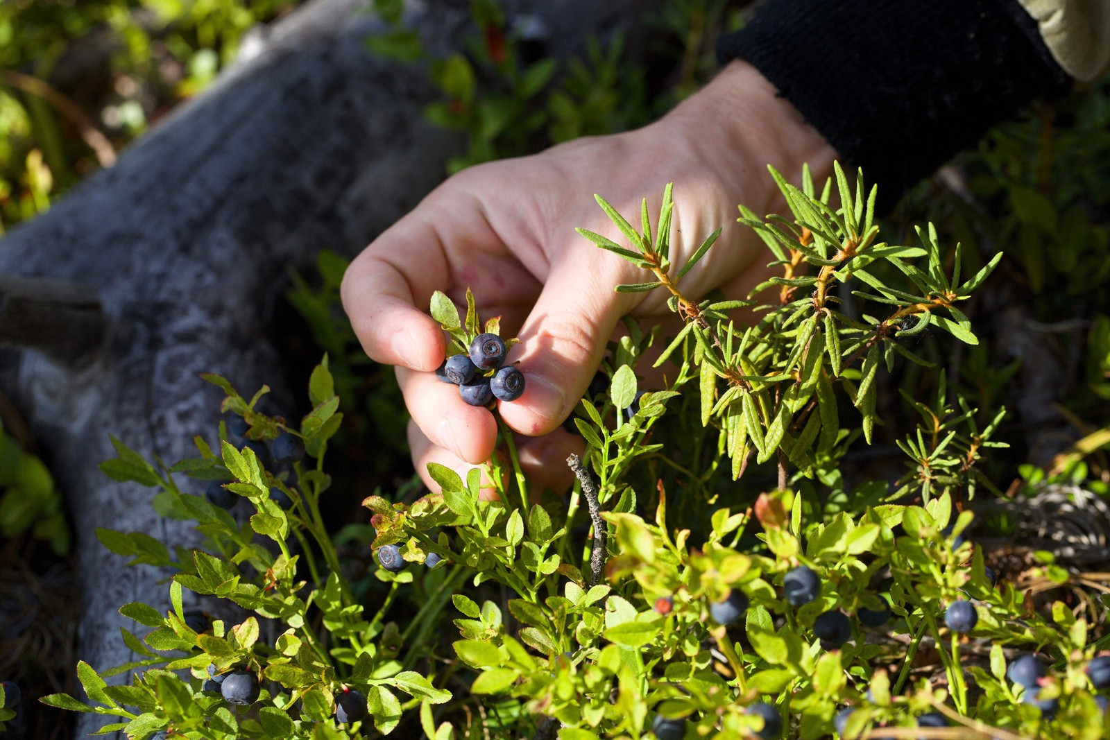 20 COMMON BILBERRY Fruit Shrub European Blueberry Vaccinium Myrtillus Seeds