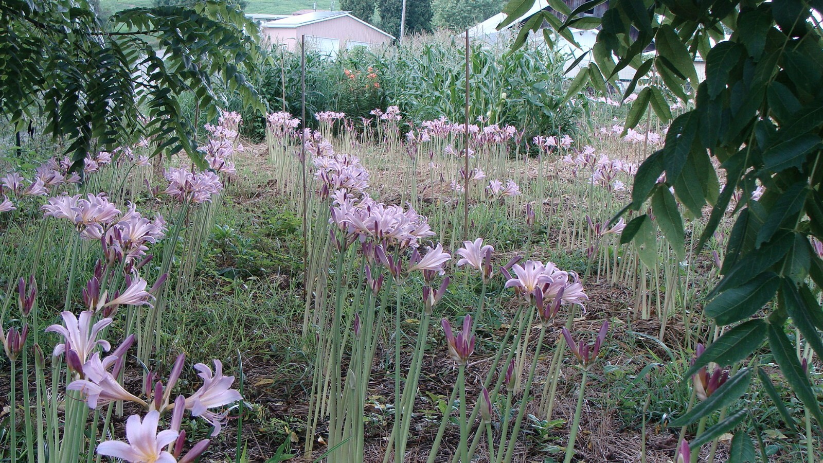 10 Lycoris Squamigera Surprise Lily, Magic, Resurrection Lily Bulbs 🌸