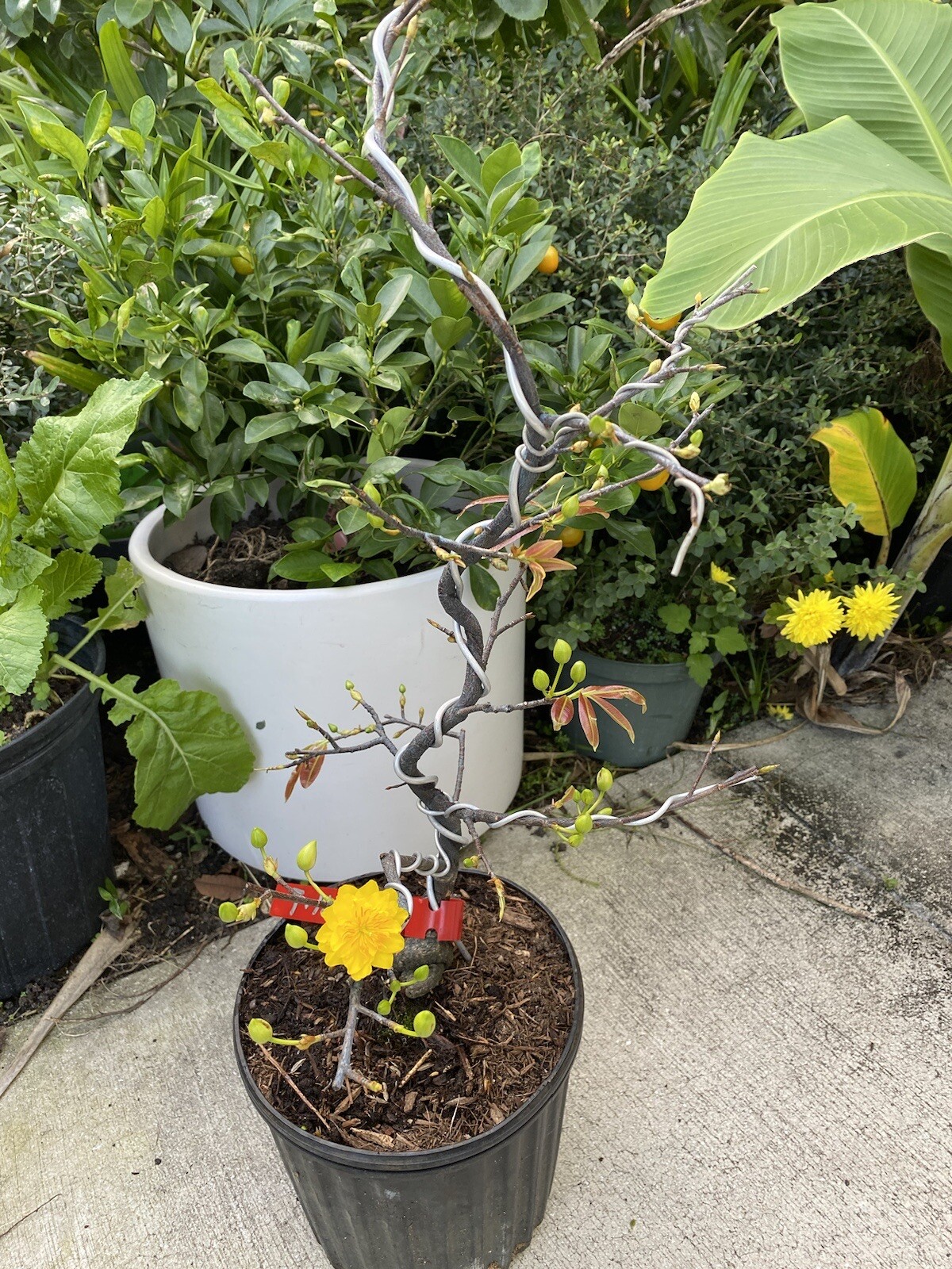 6-12 canh bonsai and Mai cuc Tho Huong BONSAI