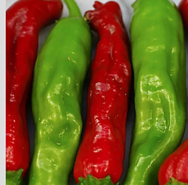 SHISHITO PEPPER SEEDS 20+ ASIAN vegetable GARDEN hot CAPSICUM ANUUM FREE SHIP