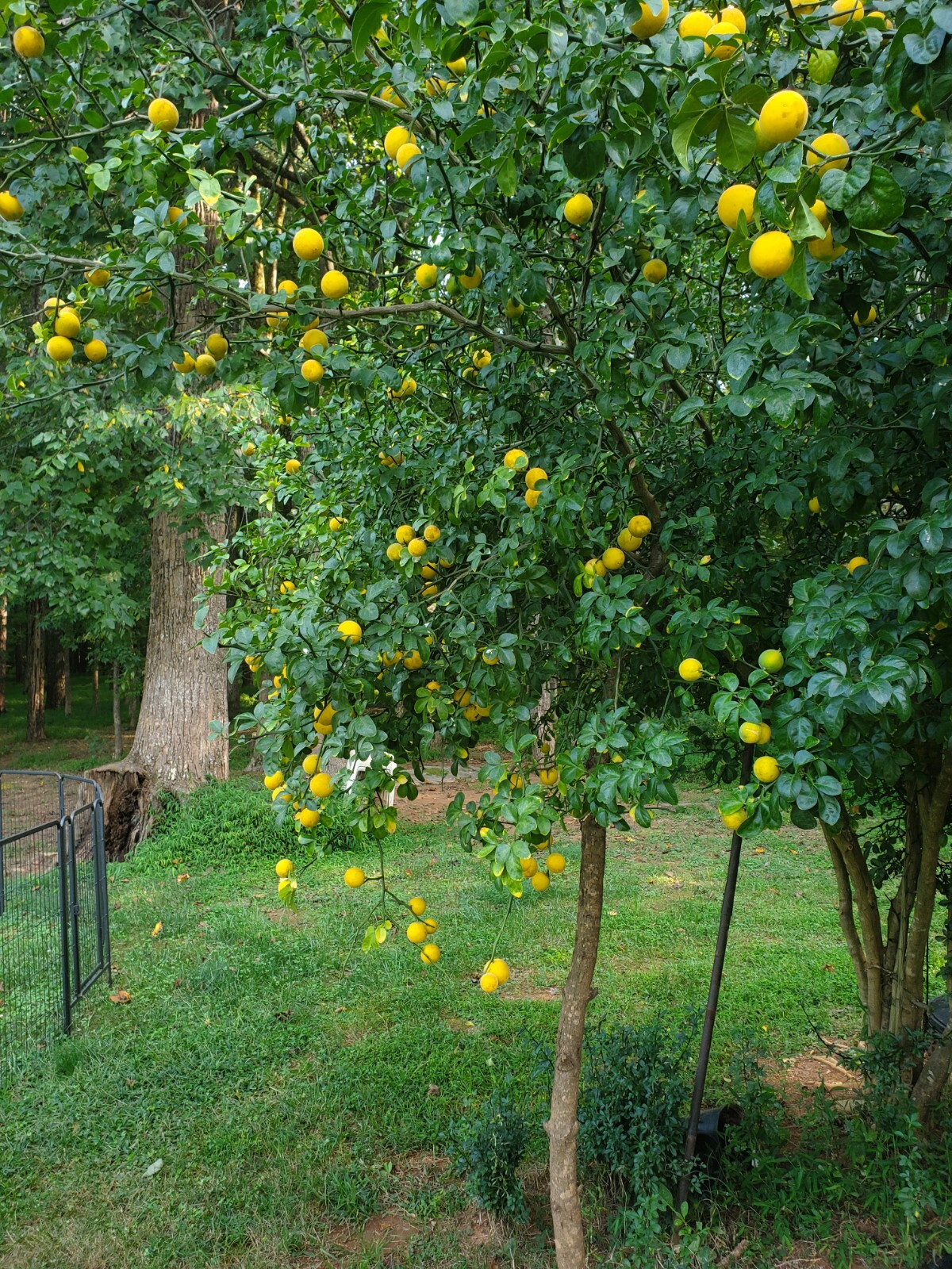 Poncirus Trifoliata Citrus Trifoliate Oranges (25 Ct) Year 1 Seedlings 4-6″ 🍊