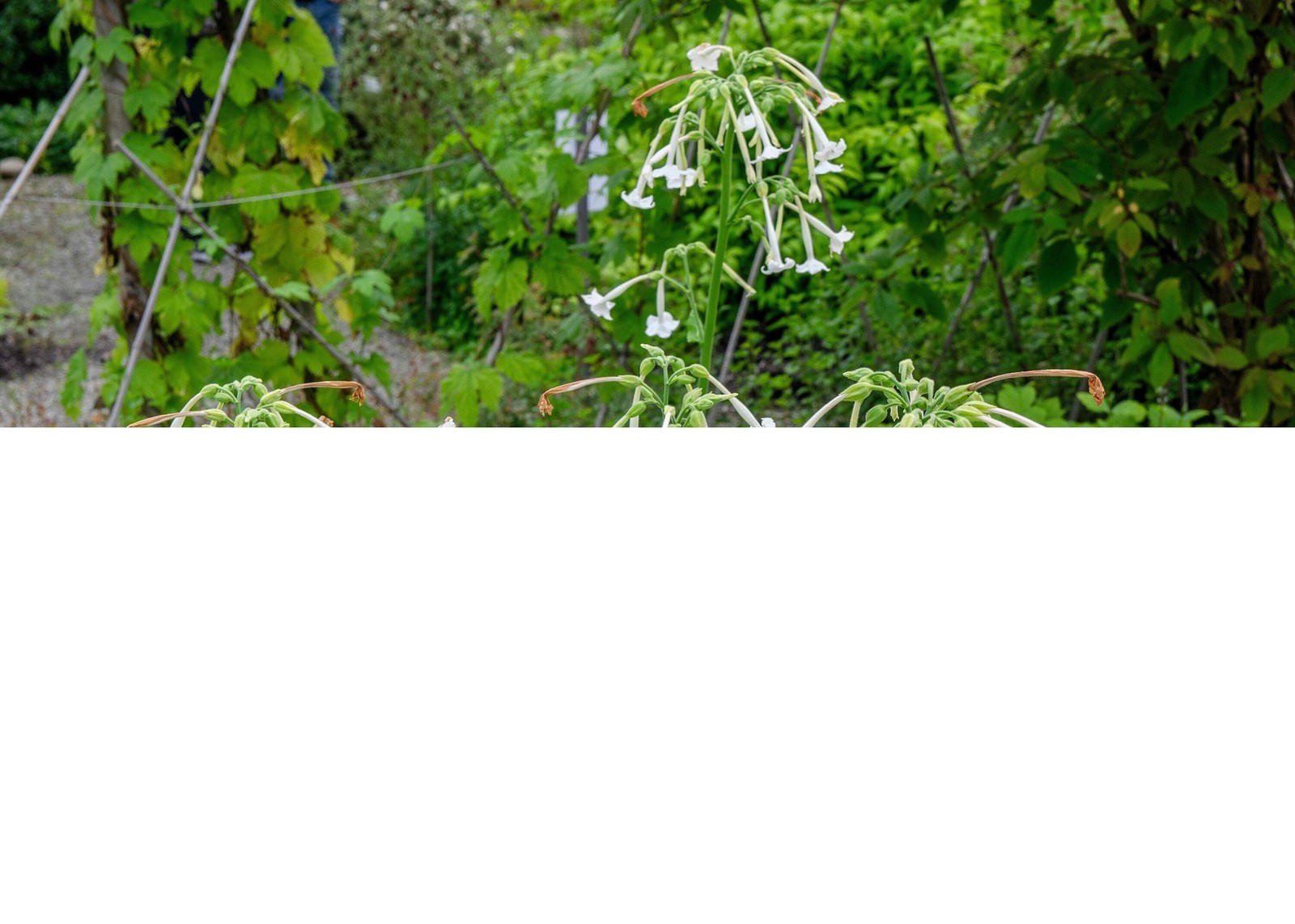 200 JASMINE AZTEC NICOTIANA Alata (Ornamental Flowering Tobacco) Flower Seeds