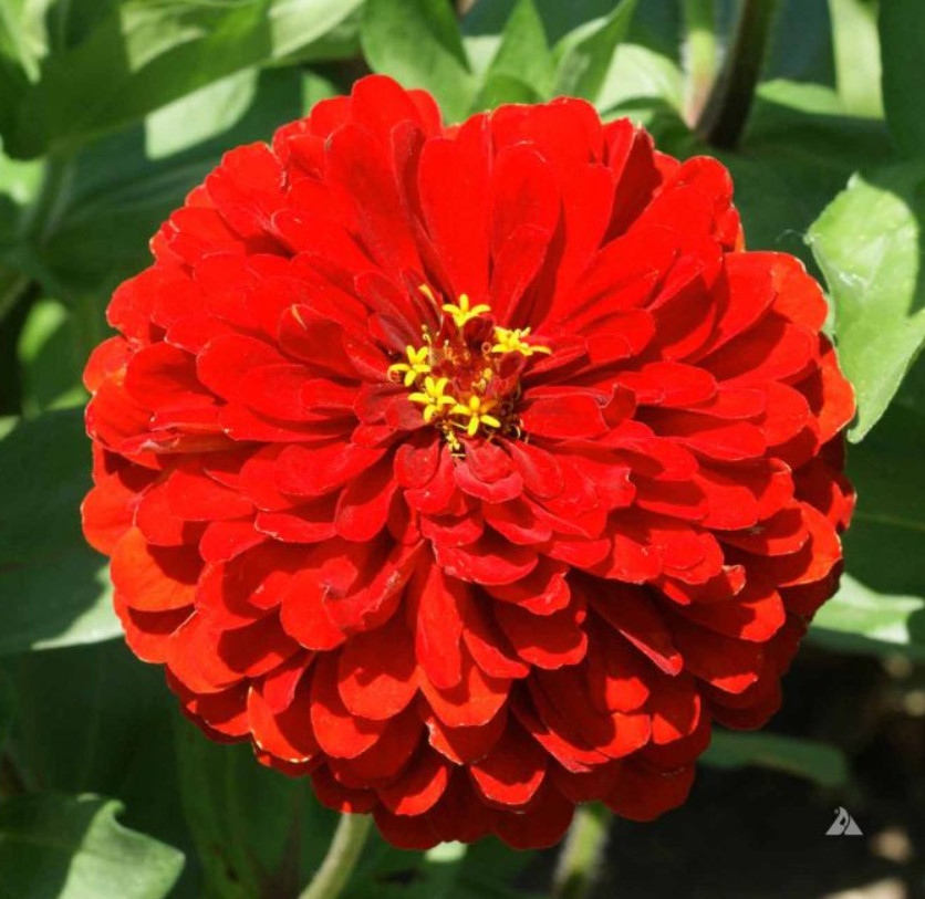 Zinnia JEWEL GARDEN Mix Magenta Violet Raspberry Scarlet Cut Flower 150 Seeds
