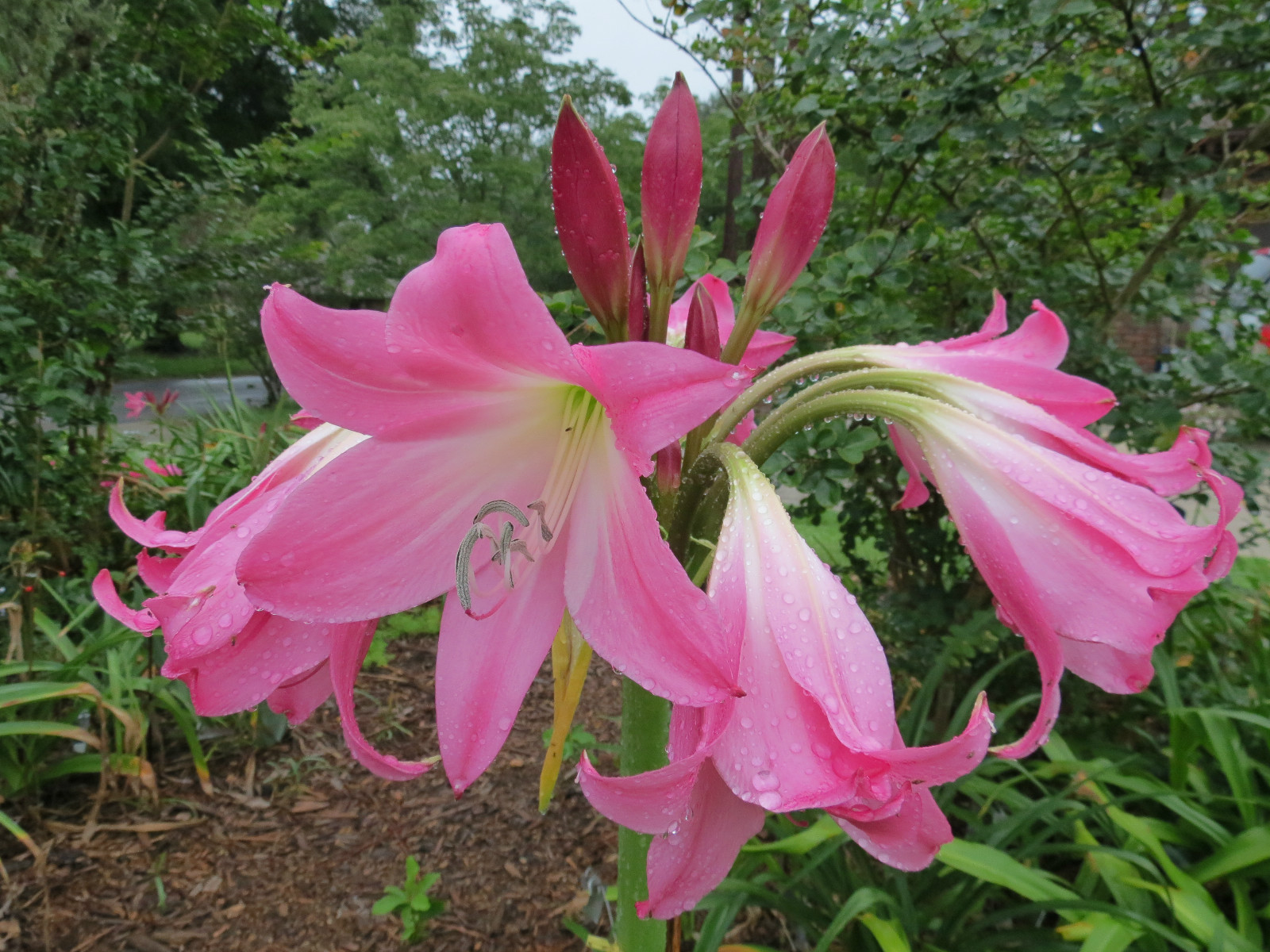 Crinum Lily, Lady Chameleon, medium-size bulb – NEW