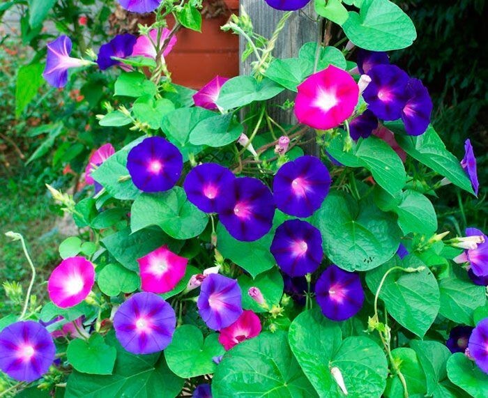 200+ MORNING GLORY FLOWER SEEDS – MIXED COLORS – CLIMBING – BEAUTIFUL — FRESH