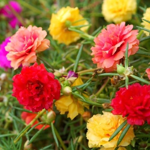 40,000+ Moss Rose Seeds – Non-GMO Bulk Flower Seeds for Outdoor Planting, Mixed