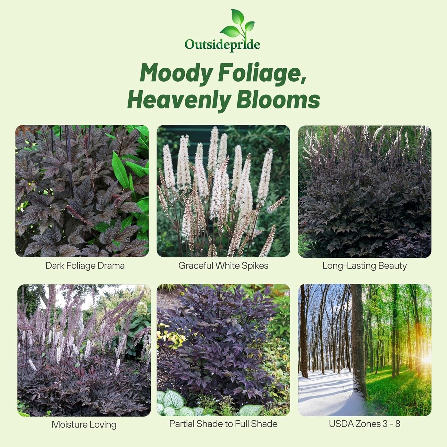 200 Seeds Cimicifuga Black Cohosh Garden Flower Plant Seeds