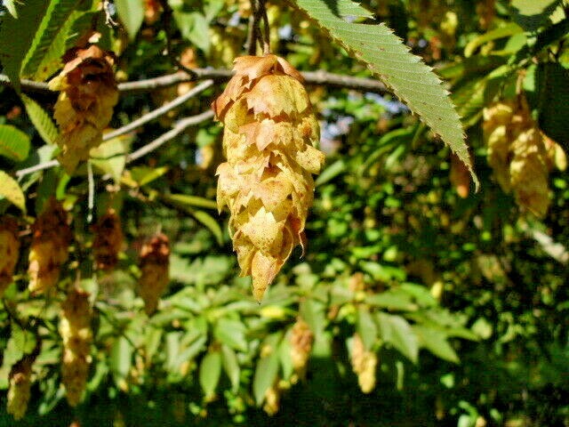 20 JAPANESE HORNBEAM SEEDS – Carpinus japonica