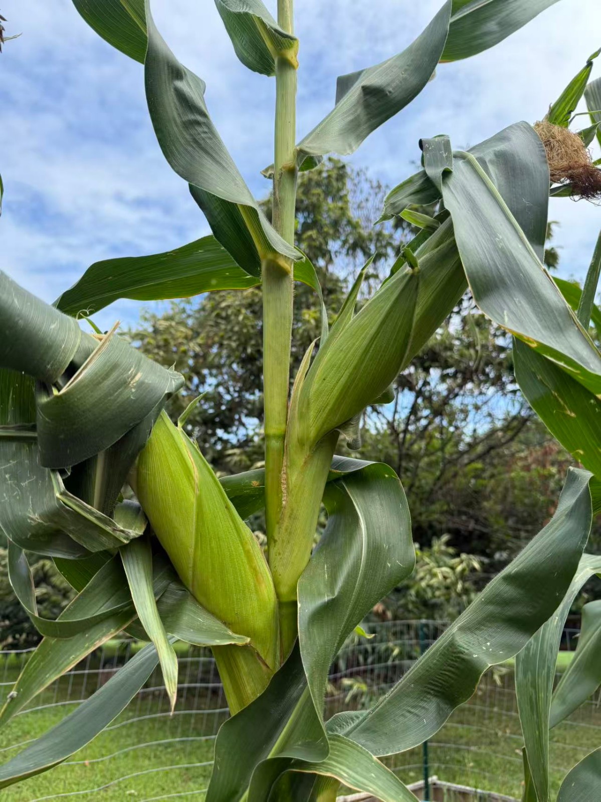 Organic Sweet Sticky Waxy Mixed Variety Glutinous Corn Non-GMO 糯玉米