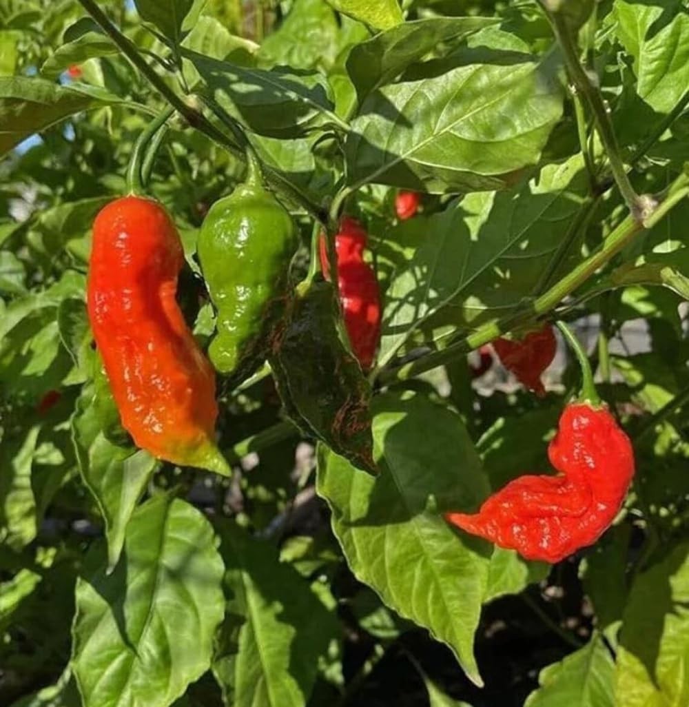 30+ Ghost Pepper Seeds Bhut Jolokia Extremely Hot Pepper Chili Genuine USA No…