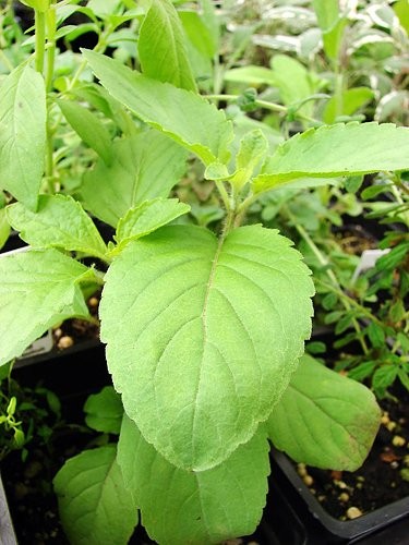 100 Indian Rama Tulsi Holy Sacred Basil Seeds Green Leaf Heirloom Non-GMO Tul…