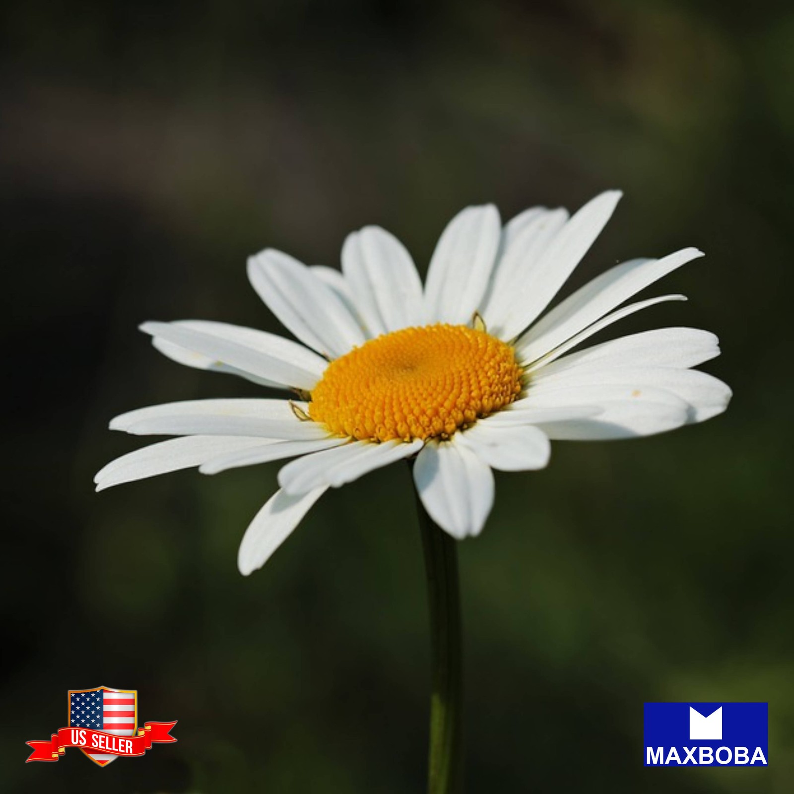 450+ Alaska Shasta Daisy Seeds Non-GMO BTGO 75% OFF