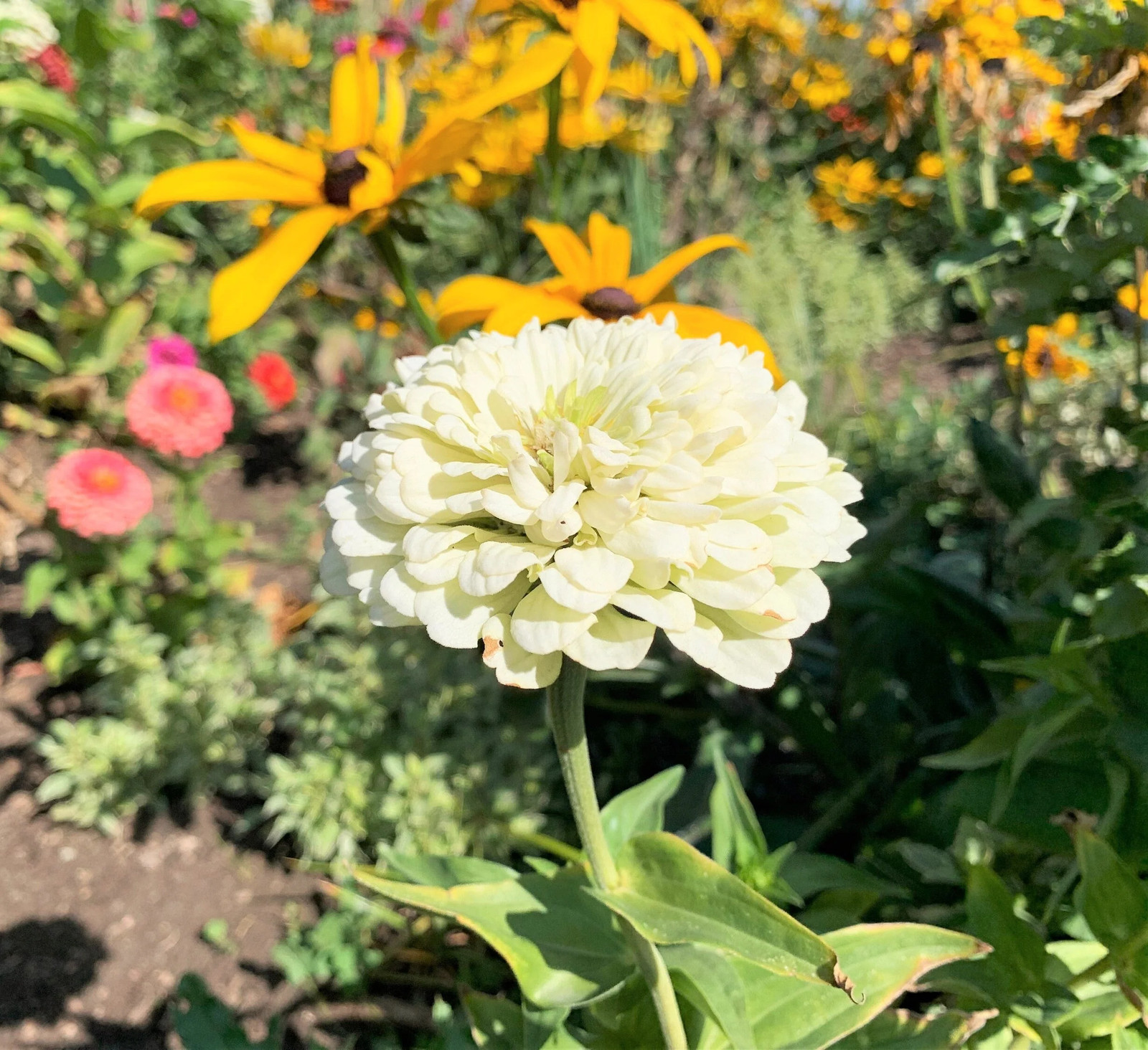 White Zinnia Seeds | Polar Bear White Pollinator Giant Pure Flower Seed 2024