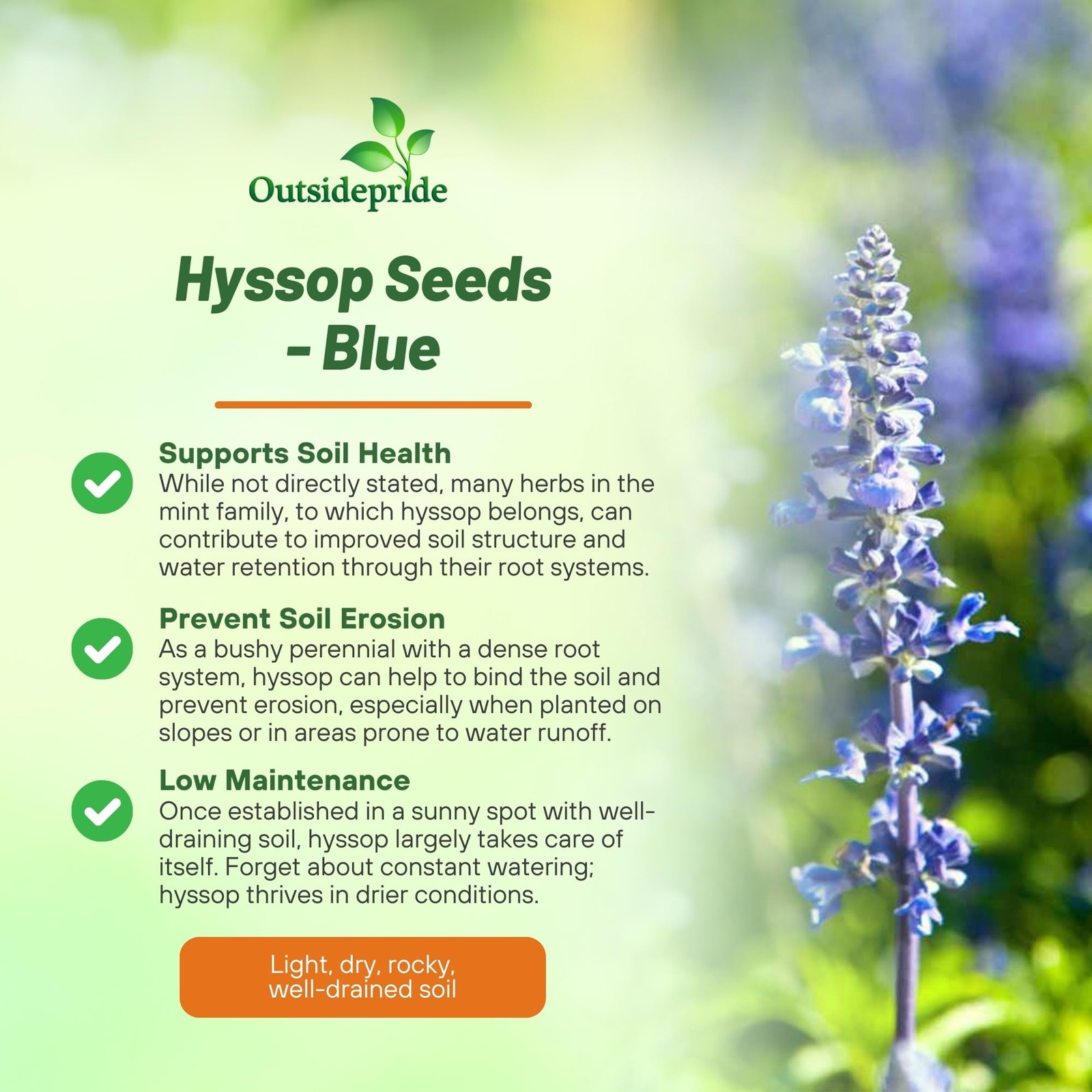 Blue Hyssop Seeds for Planting 1000 Pcs Perennial Herb Garden Seeds with Fra…