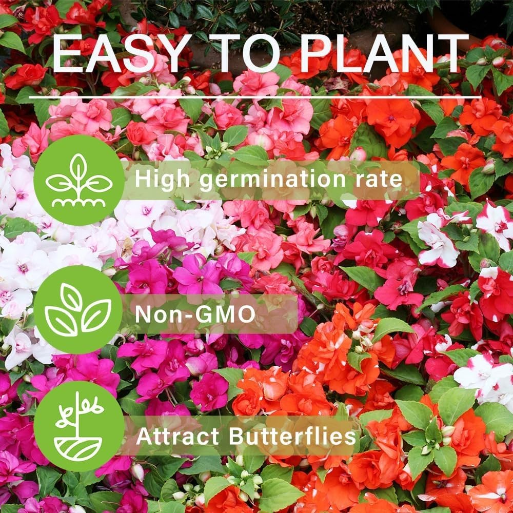 500+Mixed Impatiens Seeds for Planting Outdoor Home-Perennial Impatiens Balsa…