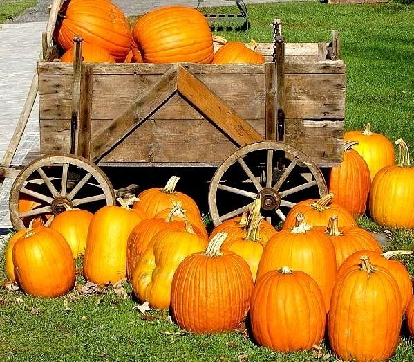 10 Large Jack O Lantern Pumpkin Seeds — Carving Pumpkin – 25-40 lbs – Heirloom
