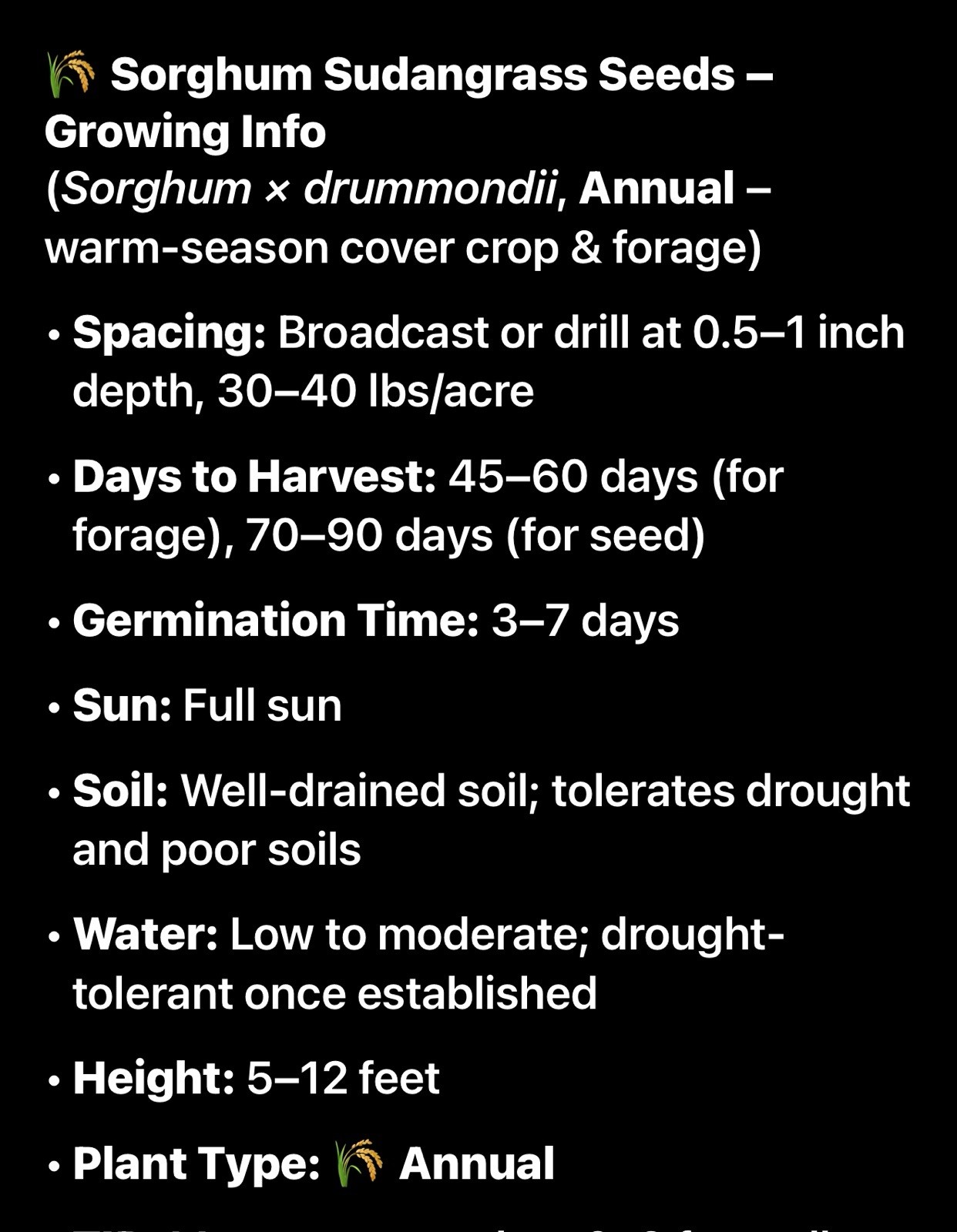 5000 seed .25 lb Sorghum Sudangrass Seed Forage CoverCrop Fast Grow Dry Tolerant